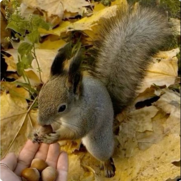 Meet your Posher, Isobella - Picture 1 of 2